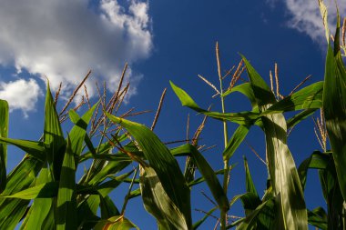 Corn Plantation Food. close up of a corn field in the countryside, many young corns are grown for harvesting to sell to a food factory.