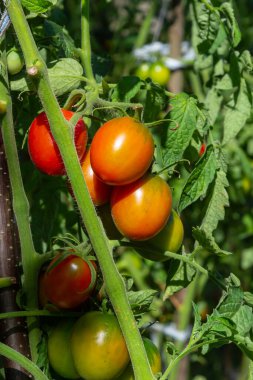 Ripe red and green tomatoes hanging on tomato tree in the garden.