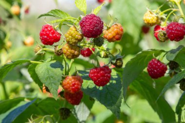 Bahçede olgun ahududu dalları. Meyve bahçesindeki ahududu çalılarında yetişen kırmızı tatlı meyveler..