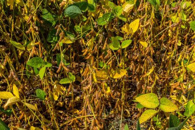 Soya fasulyesi tarlasında kabuk. Sarı ve kahverengi kapsüller. Verimlilik geliştirme teknolojisi.