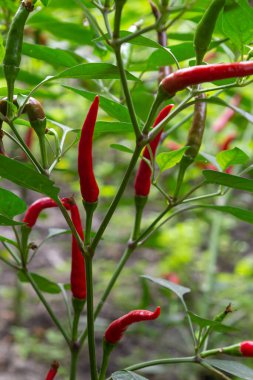 Kırmızı biber ve organik sebze bahçesi..