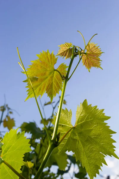 Fresh Green Vine Leaves Vineyard Stunning Blue Sky — 图库照片