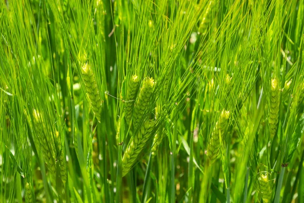 Agricultural Field Green Rye Grows Agriculture Obtaining Grain Crops Rye — Φωτογραφία Αρχείου