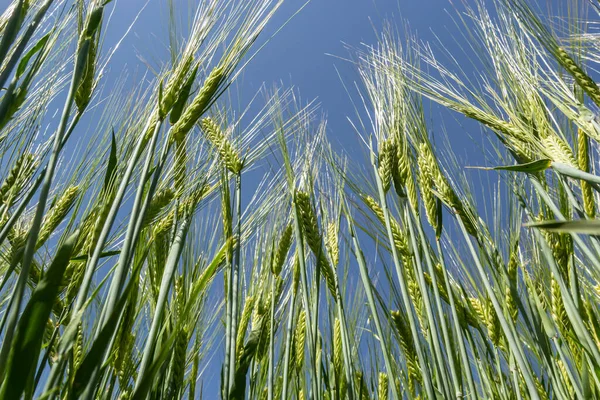 Early summer wheat crop blowing in the breeze .Traditional green wheat crops unique natural photo .Young wheat plants growing on the soil.