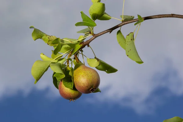 Ein Bündel Birnen Baum Vorteile Von Birnen Blauer Himmel Hintergrund — Stockfoto
