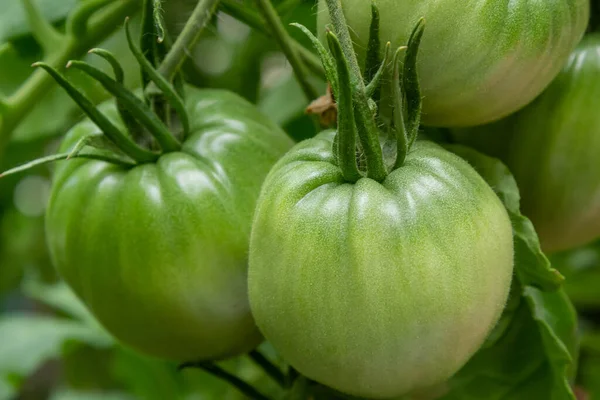 A bunch of green tomatoes on a bush. Tomatoes ripen in the garden. Bush with green tomatoes. Lots of tomatoes on the bush.