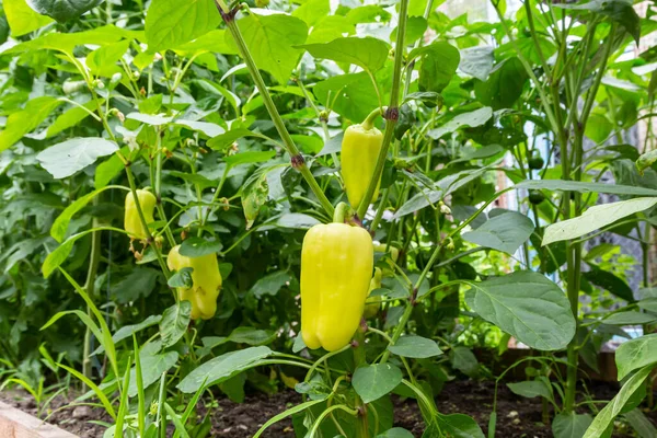 Pepper Plants in the pepper farm or field. Bell, Capia or chili peppers in the farm.