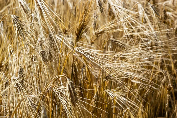 Grains on the field, redy for harvest, golden wheat in the sun. Fields full of cereals. Golden Ripe grain, Yellow, golden background. Landscape of fields full of grains.