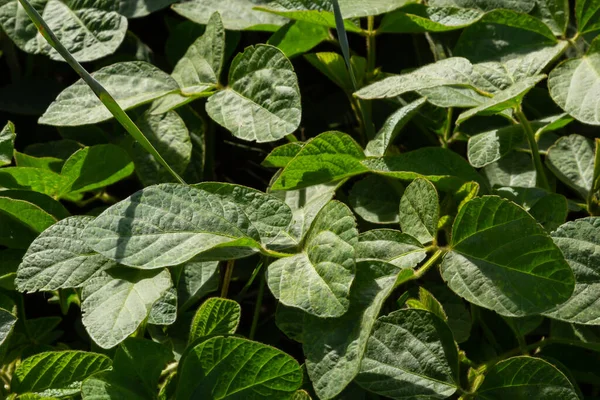 Soya fasulyesi tarlasında soya tohumları, mavi gökyüzü arka planında, yakın plan. Soya bitkisi. Soya kapsülleri. Soya tarlası.