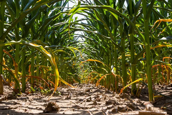 Corn Maize Field Organic Land Agriculture — Stockfoto