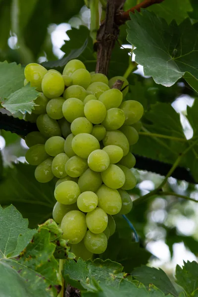 Ripe Grapes Grow Bushes Bunch Grapes Harvest — Stock fotografie