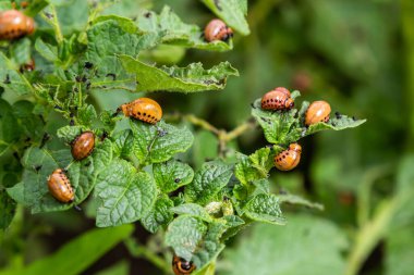 Colorado patates böceği - Patates çalıları üzerinde Leptinotarsa decemlineata. Bitkilerin ve tarımın baş belası. Böcek ilacıyla tedavi. Böcekler bitkilere zarar veren böceklerdir..