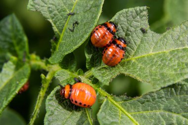 Colorado patates böceği larva ve böcekleri tarafından tahrip edilen patates yetiştiriciliği, Leptinotarsa decemlineata, Colorado böceği, on çizgili mızrak, on çizgili patates böceği,.