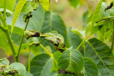 Ceviz antrakburun veya ceviz siyah nokta - Gnomonia, Ophiognomonia leptostyla, mantar bitkisi patojeni.