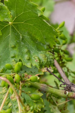 Colomerus vitis hastalığı olan Erinosis ile üzüm yaprakları.
