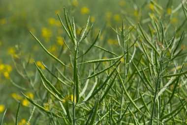 Rape Brassica napus, ripe, dry rape in the field. Ripe dry rapeseed stalks before harvest in day light.
