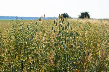 Avena sativa, yaygın yulaf, insan tüketimi için yetiştirilen tahıl yulaf ezmesi ve rulo yulaf..