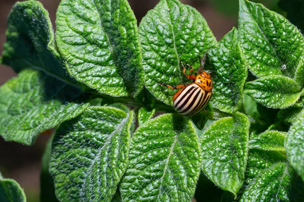 Colorado potato beetle eats green potato leaves closeup. Leptinotarsa decemlineata. Adult colorado beetle, pest invasion, parasite destroy potato plants, farm damage. Protecting plants concept.