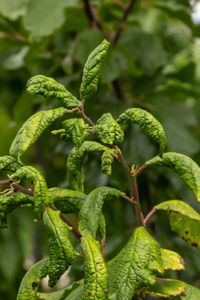 Branche Prunier Avec Des Feuilles Ridées Affectées Par Puceron Noir — Photo