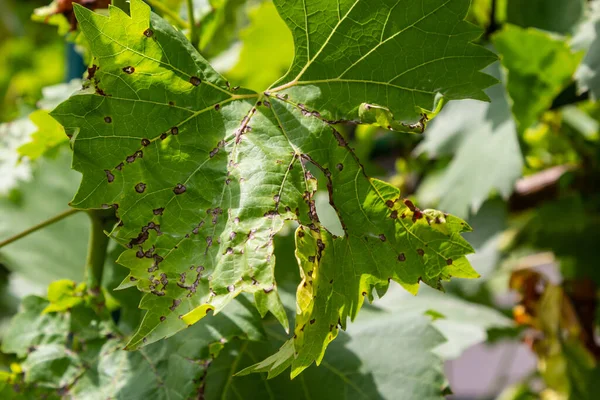 Feuilles Vigne Avec Erinose Une Maladie Acarien Colomerus Vitis — Photo