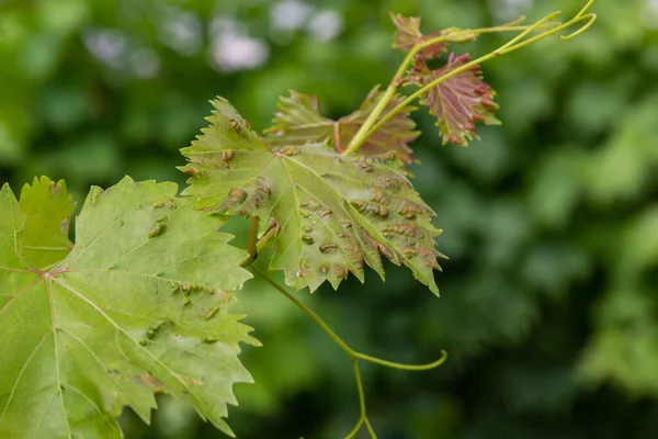 Liście Winorośli Erinozą Chorobą Roztoczy Colomerus Vitis — Zdjęcie stockowe