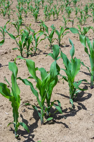 Closeup of green corn sprouts planted in neat rows against a blue sky. Copy space, space for text. Agriculture.