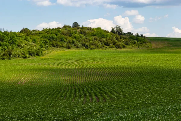 Campo Verde Maturação Girassol Paisagem Agrícola Planta Não Florida Plantações — Fotografia de Stock