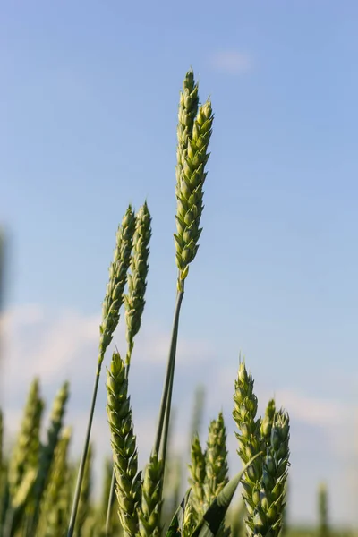 Agricultural Field Green Rye Grows Agriculture Obtaining Grain Crops Rye — Fotografia de Stock