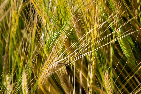 Agricultural Field Green Rye Grows Agriculture Obtaining Grain Crops Rye — Foto de Stock
