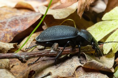 Carabus coriaceus, Avrupa 'da yaygın olarak bulunan bir böcek türüdür ve burada yaprak döken ormanlarda ve karışık ormanlarda yaşar. Kapat..