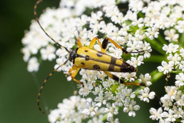 Benekli bir uzun boynuzlu böceğe yakın çekim, Leptura maculata vahşi bir havucun beyaz çiçeğine, Daucus carota.