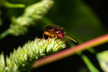 copper colored ground beetle on grass in a natural environment. summer, dream day.