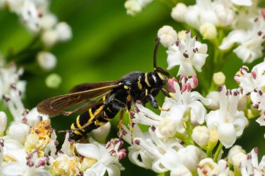 Paranthrene tabaniformis on elder flower close-up. In the natural environment, near the forest in summer.