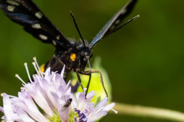Dokuz benekli kelebeğe yakın Kanatları açık Amata phegea.