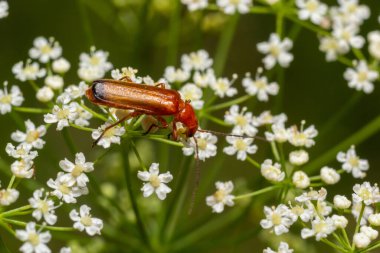 Siyah uçlu asker böcek, Rhagonycha fulva, beyaz çiçeklerin üzerinde.