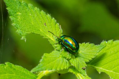 Böcek Chrysolina fastuosa yeşil yaprakların üzerindeki resimleri kapatır..
