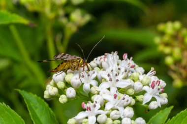 Yaygın akrep sineği-panorpa komünü beyaz çiçeğin üzerinde oturan dişi..