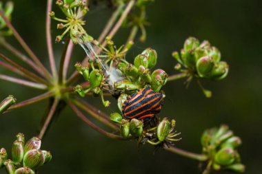 Avrupa Ozan Böceği ya da İtalyan Çizgili Kalkan Böceği Graphosoma Lineatum bir çimene tırmanıyor.