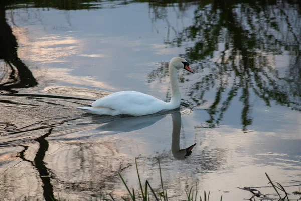 Whooper Zwaan Cygnus Olor Het Water Een Donkere Achtergrond Rivier — Stockfoto