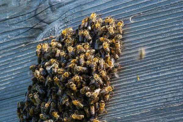 Рій Медоносних Бджіл Літають Навколо Вулика Бджоли Які Повертаються Збирати — стокове фото
