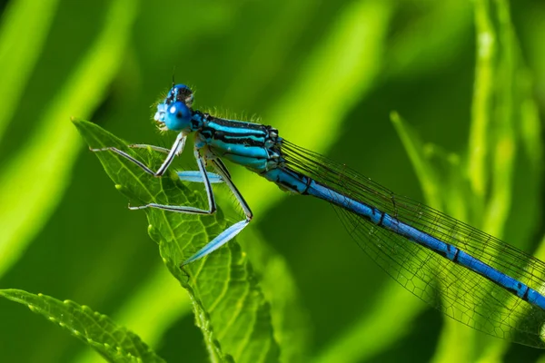 夏天阳光明媚的一天 一种蓝色的羽翼蜻蜓 长在植物上休息 — 图库照片