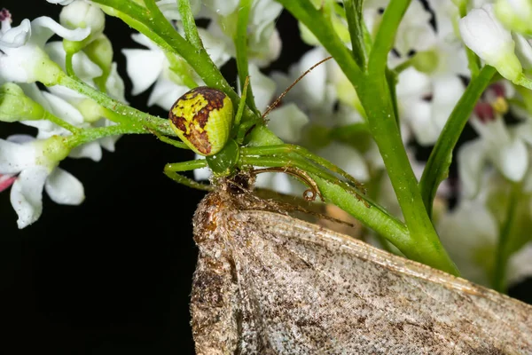 Altın Başlı Yengeç Örümcek Misumena Vatia Bir Çiçekte Sarı Yengeç — Stok fotoğraf