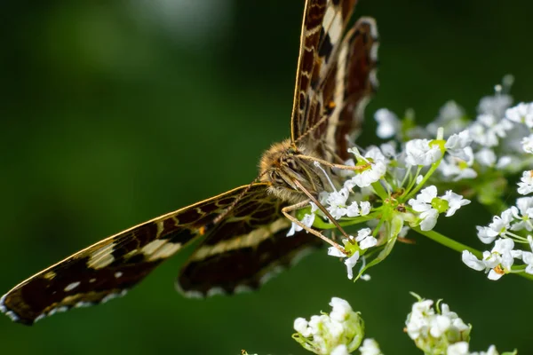 Motyl Araschnia Levana Olbrzymich Kwiatach Wieprzowiny — Zdjęcie stockowe