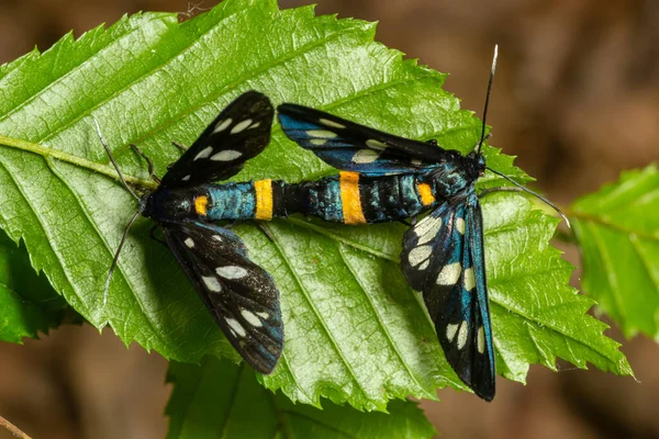 Close Nine Spotted Moth Amata Phegea Spread Wings — Foto Stock