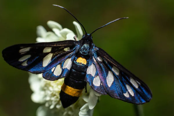 Close Nine Spotted Moth Amata Phegea Spread Wings — Zdjęcie stockowe