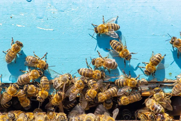 Lot Bees Returning Bee Hive Entering Beehive Collected Floral Nectar — Stock Photo, Image