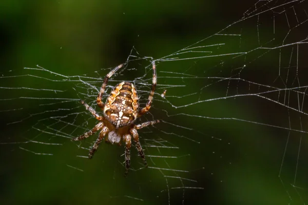 Gros Plan Une Araignée Croisée Jardin Européenne Araneus Diadematus Sur — Photo
