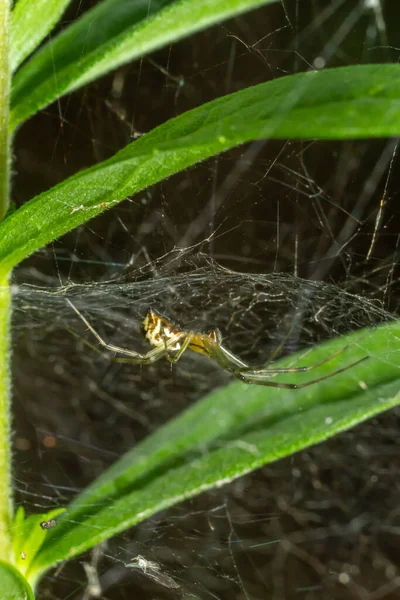 Natürliche Linyphia Triangularis Spider Sommer Sonniger Tag Natürliche Umgebung Makrofoto — Stockfoto