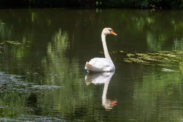 Niemy Łabędź Cygnus Olor Przemierzający Rzekę Lato Słoneczny Dzień Naturalne — Zdjęcie stockowe