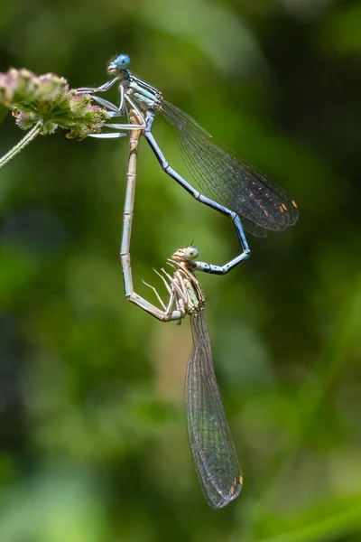 白色的腿果蝇或蓝色的羽毛腿雄鸟 坐在干枯的草茎上 马鞭草属物种 Platycnemis Pennipes — 图库照片